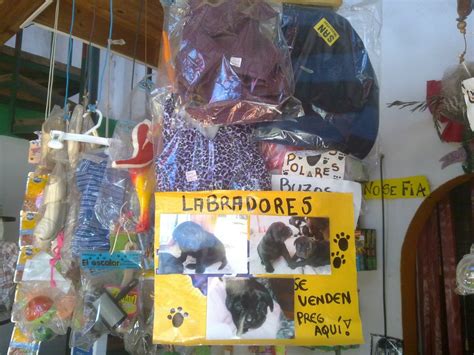 pet shop longchamps